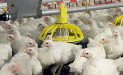 Group of chickens under a light